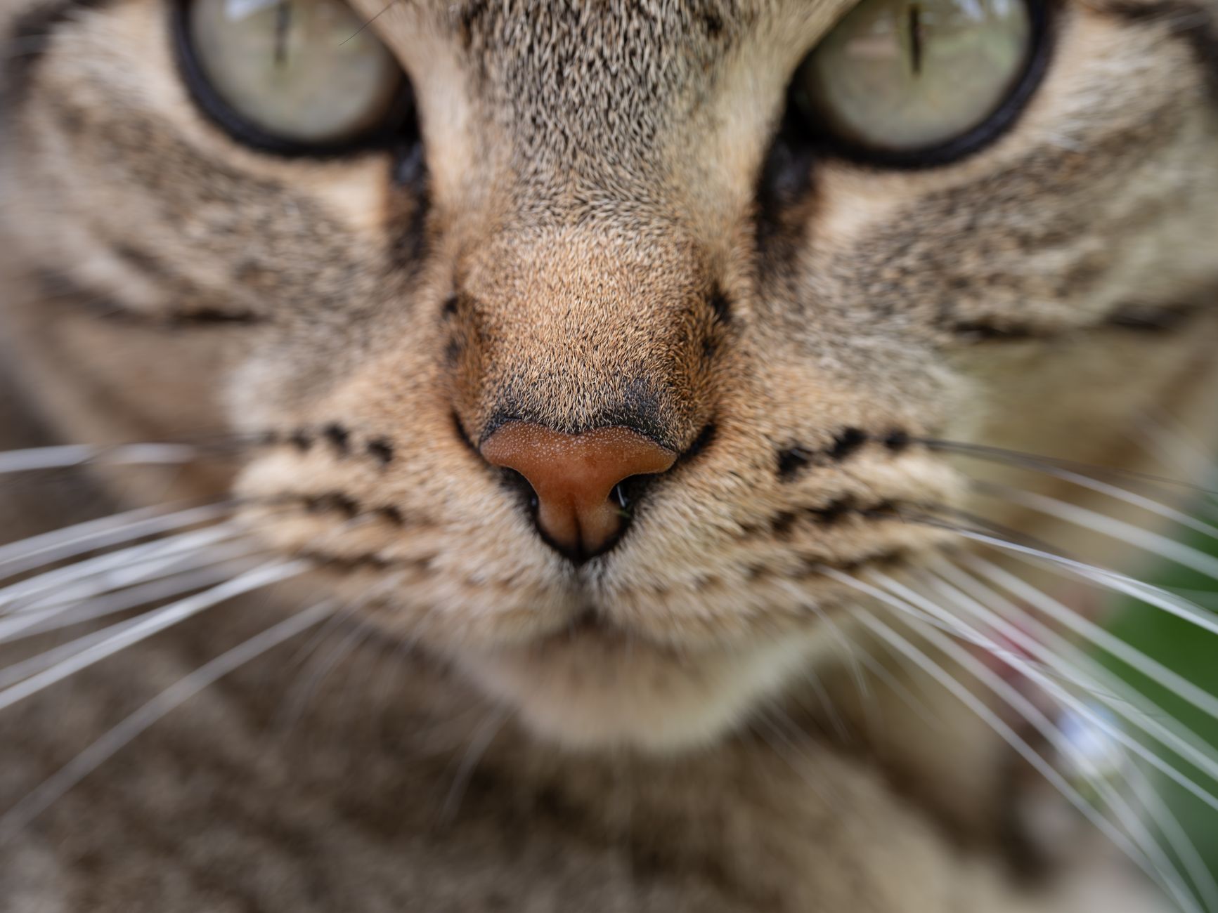 Comprendre le langage de son chat