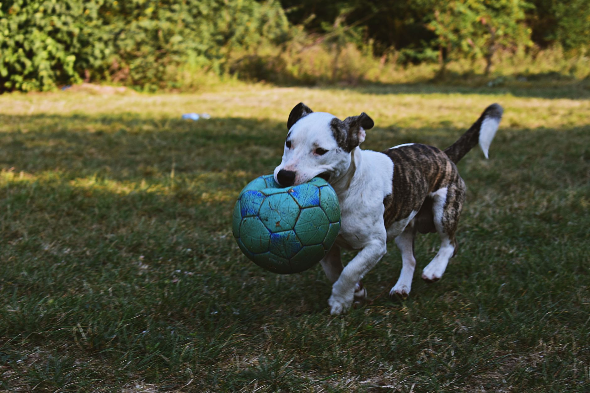 Bien choisir les jouets de son chien