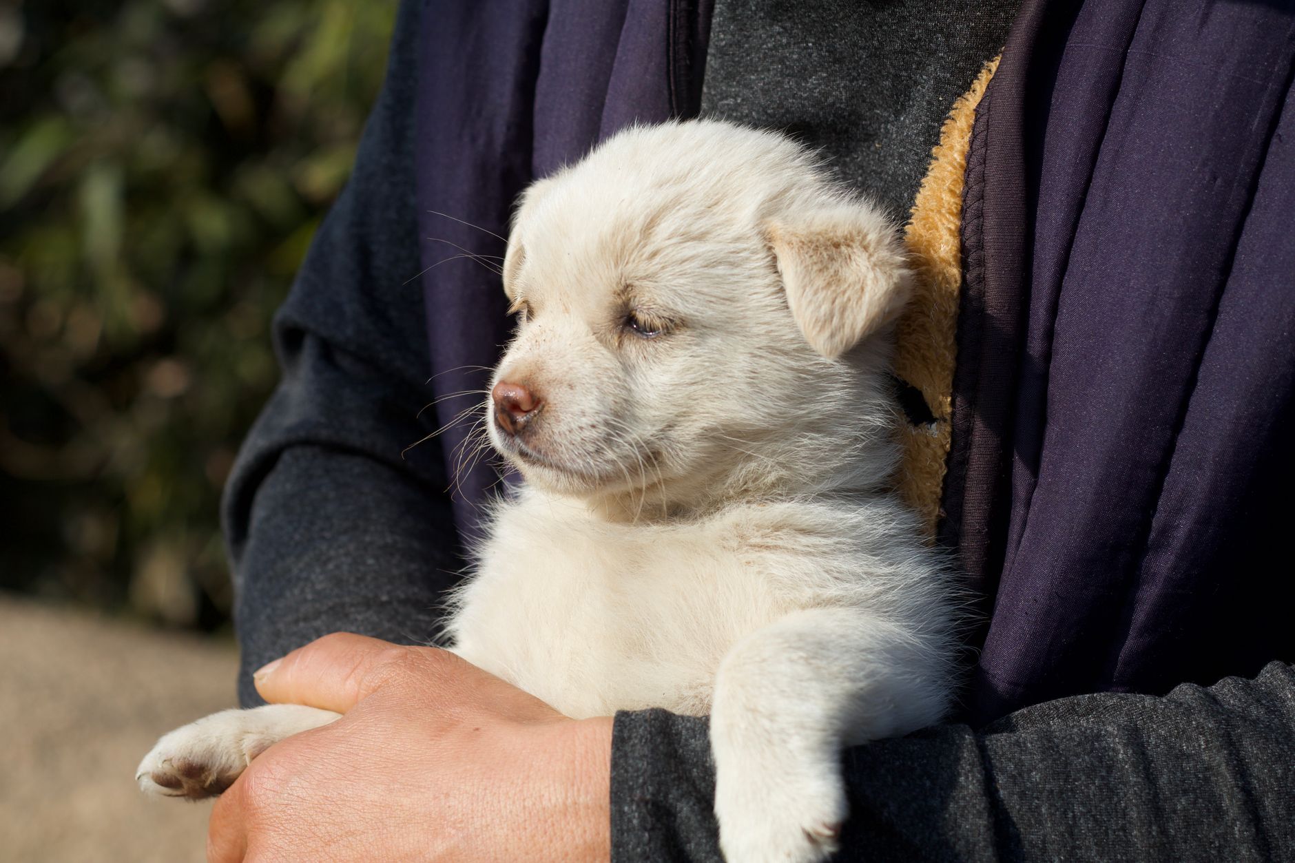 Accueillir un chiot : les 10 premiers jours