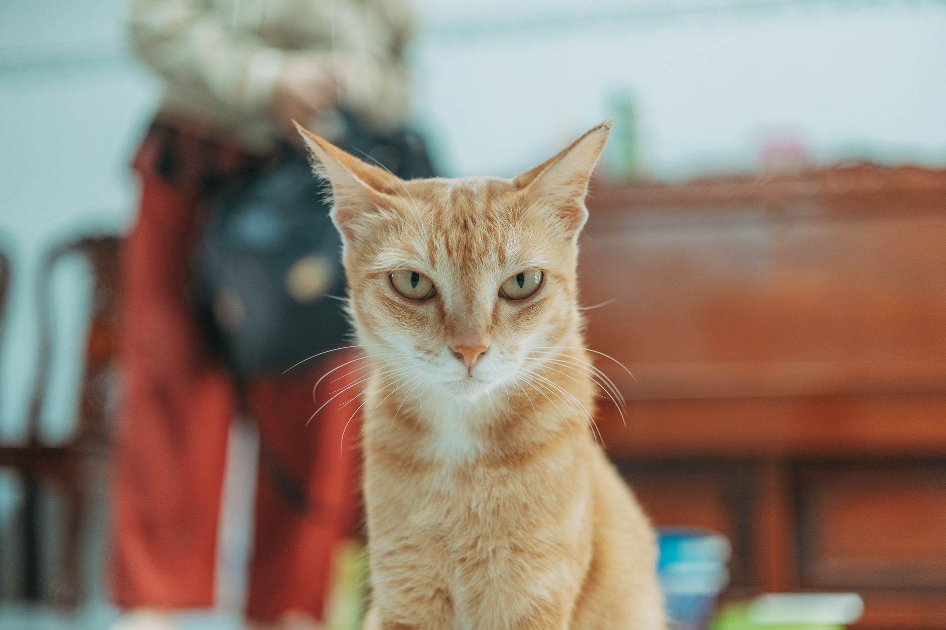La litière idéale du chat