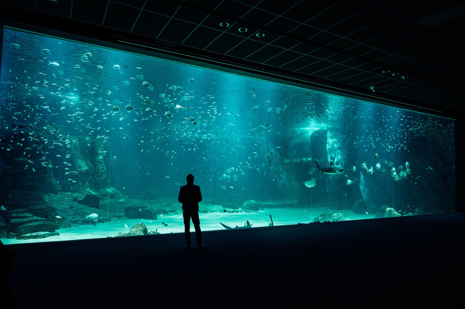Démarrer un aquarium d’eau douce